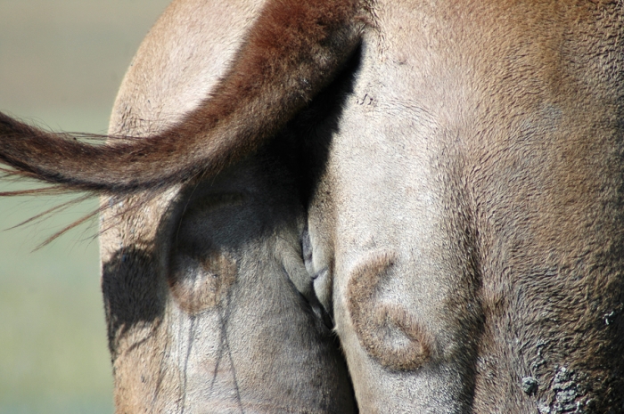 mongolia_2011_131