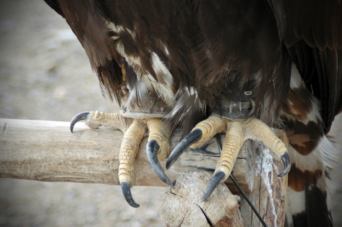 mongolia_2011_320